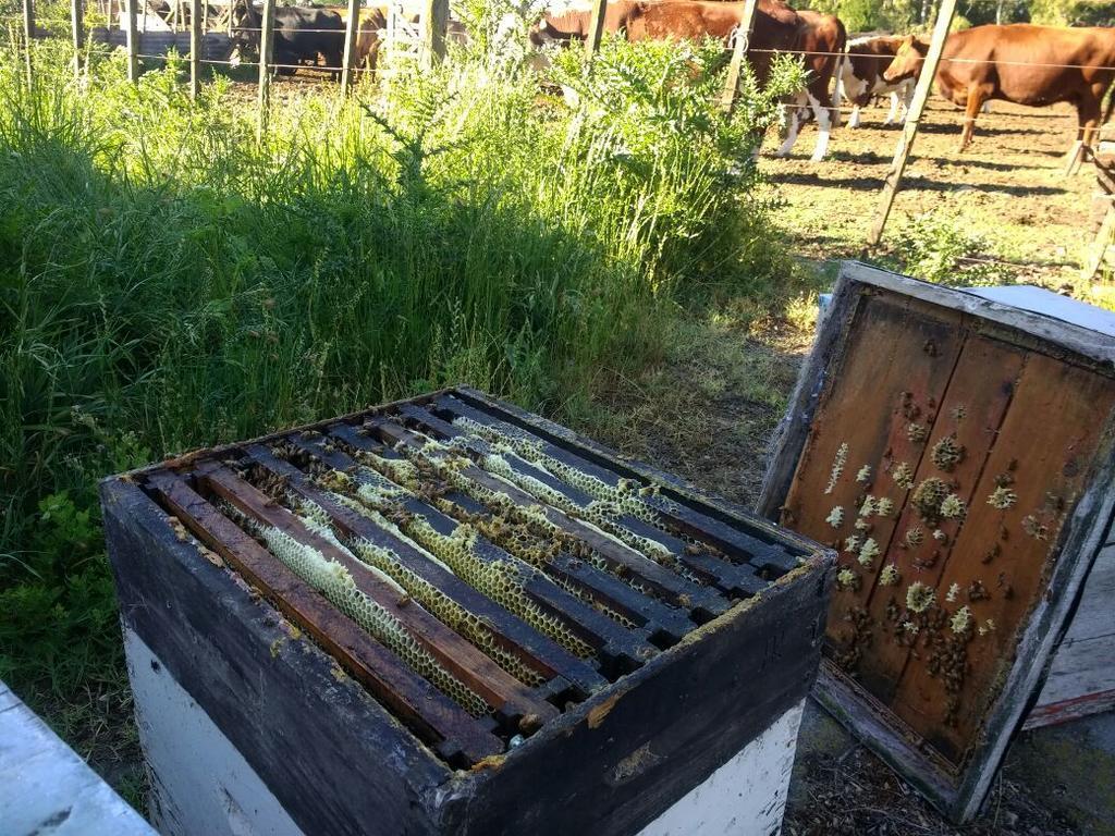 Chacras De Azcona Hosteria Азул Екстериор снимка