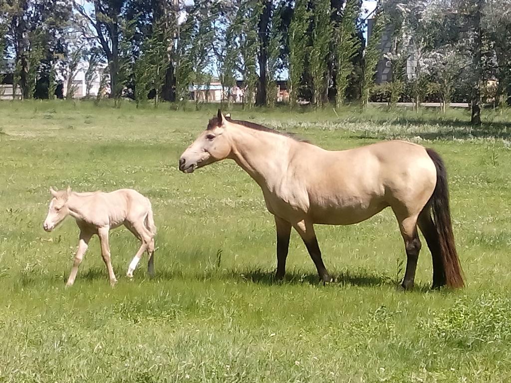 Chacras De Azcona Hosteria Азул Екстериор снимка